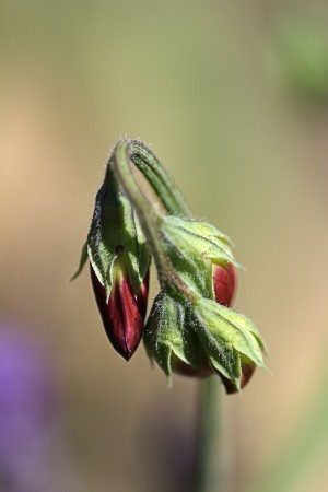 Split Pea Buds
